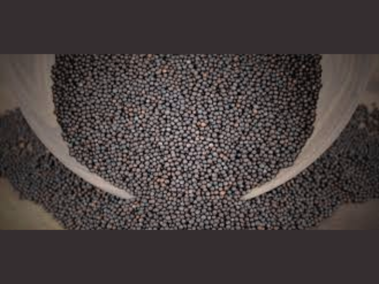Canola Seeds