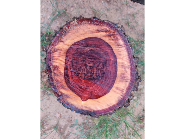 Red Sandalwood Logs