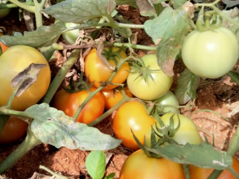 Fresh Tomatoes