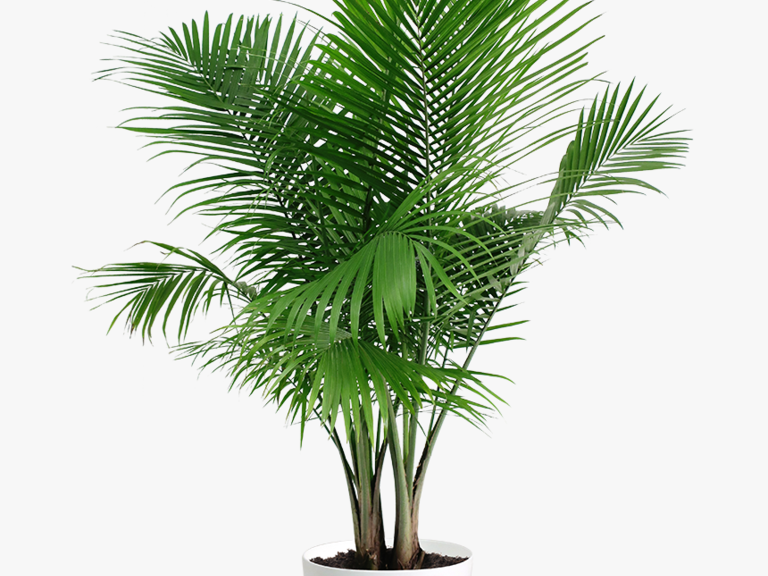 Areca Palm Artificial Plant