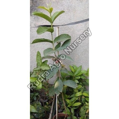 Thai Guava Plant