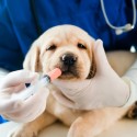 Animal Health Care and Veterinary Medicines