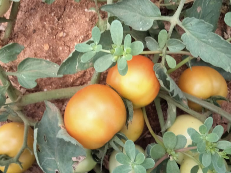 Fresh Tomatoes