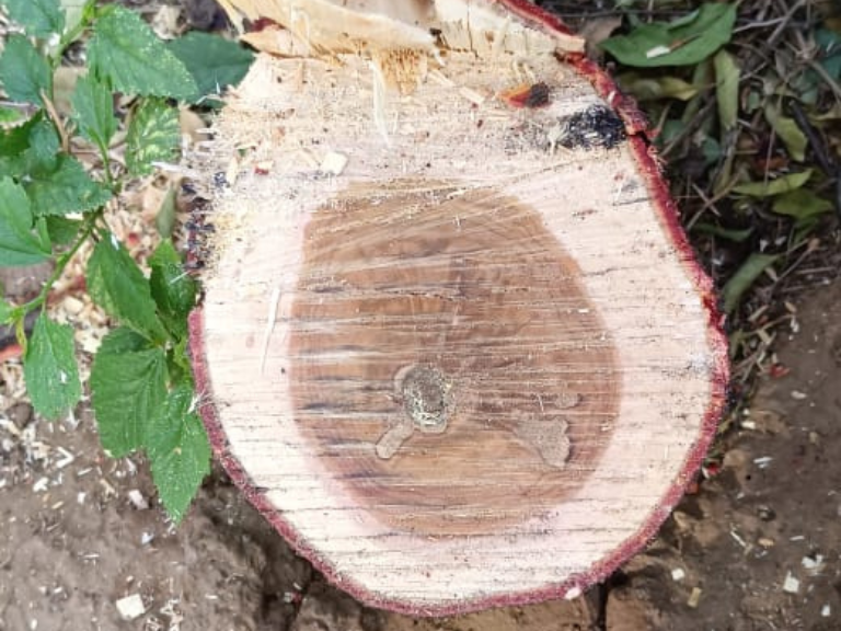 White Sandalwood Logs