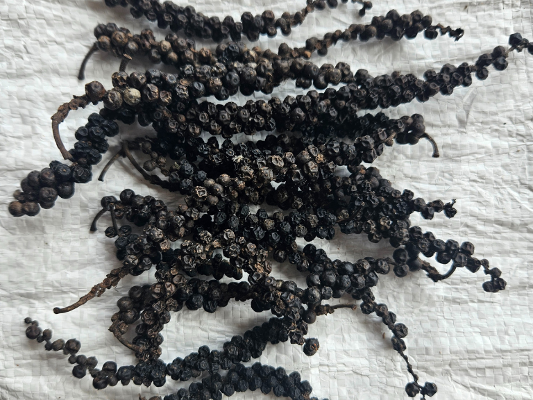 Black Pepper 